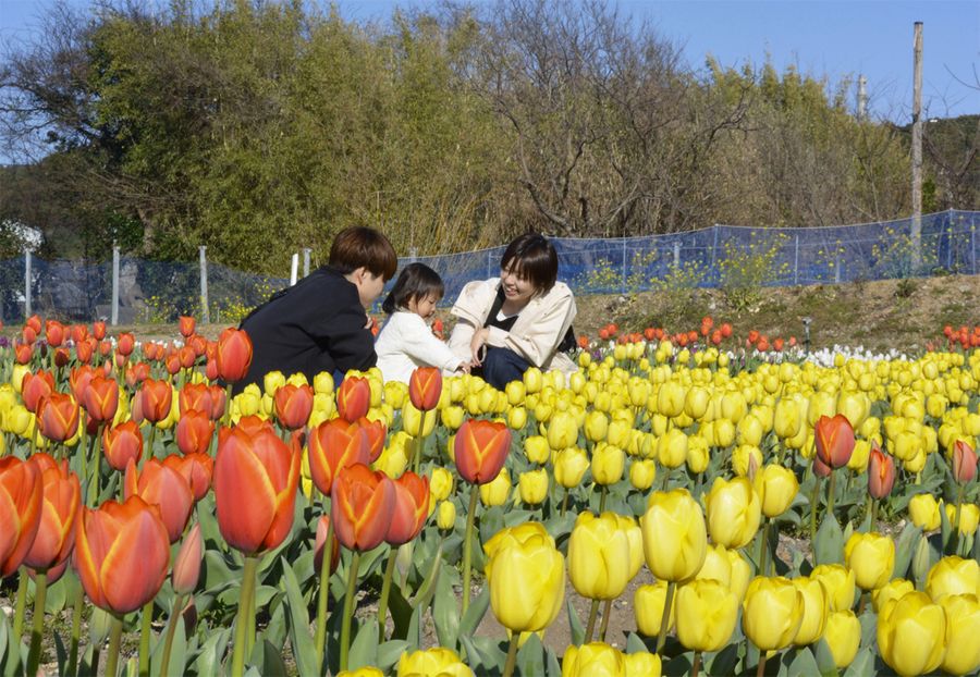 チューリップ鮮やか 「かがみ花フェスタ」にぎわう 高知県香南市 