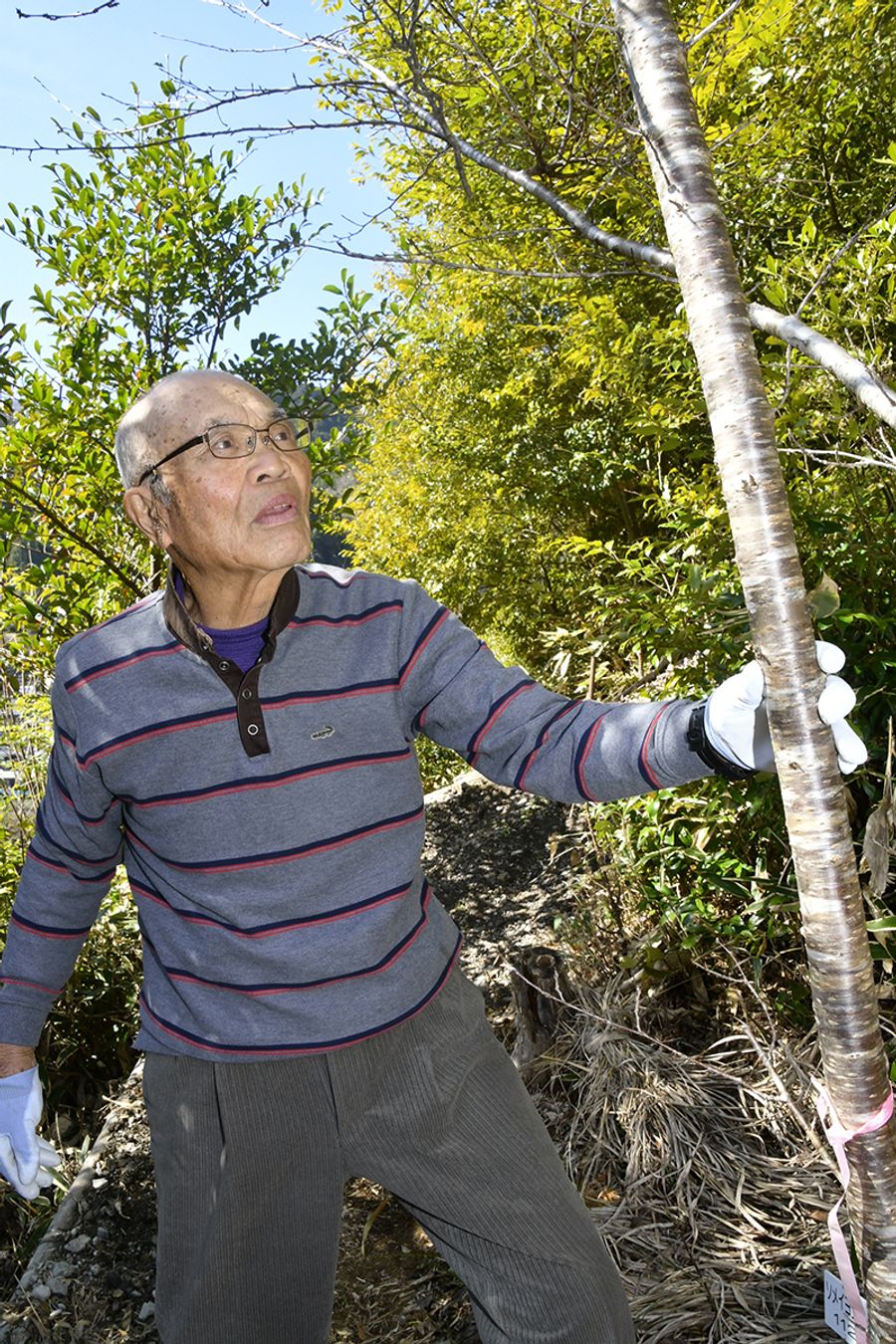 高森山を桜の名所に戻そうと、整備に汗を流す西森敏夫さん（仁淀川町森）