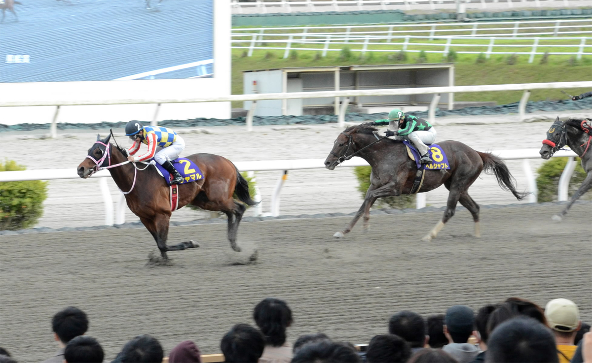 高地競馬 黒船賞 シャマル キャップ 高知・黒船賞結果】シャマルが内