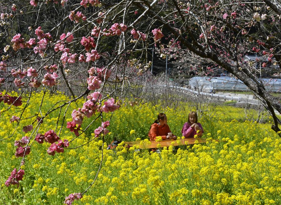 菜の花やハナモモが織りなすコントラストを楽しむ人たち（香南市の西川花公園）