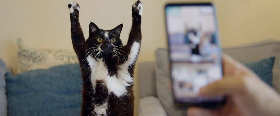 「猫と、とうさん」。おじさんたちと猫の絆が描かれる((c)Gray Hat Productions LLC 2021)