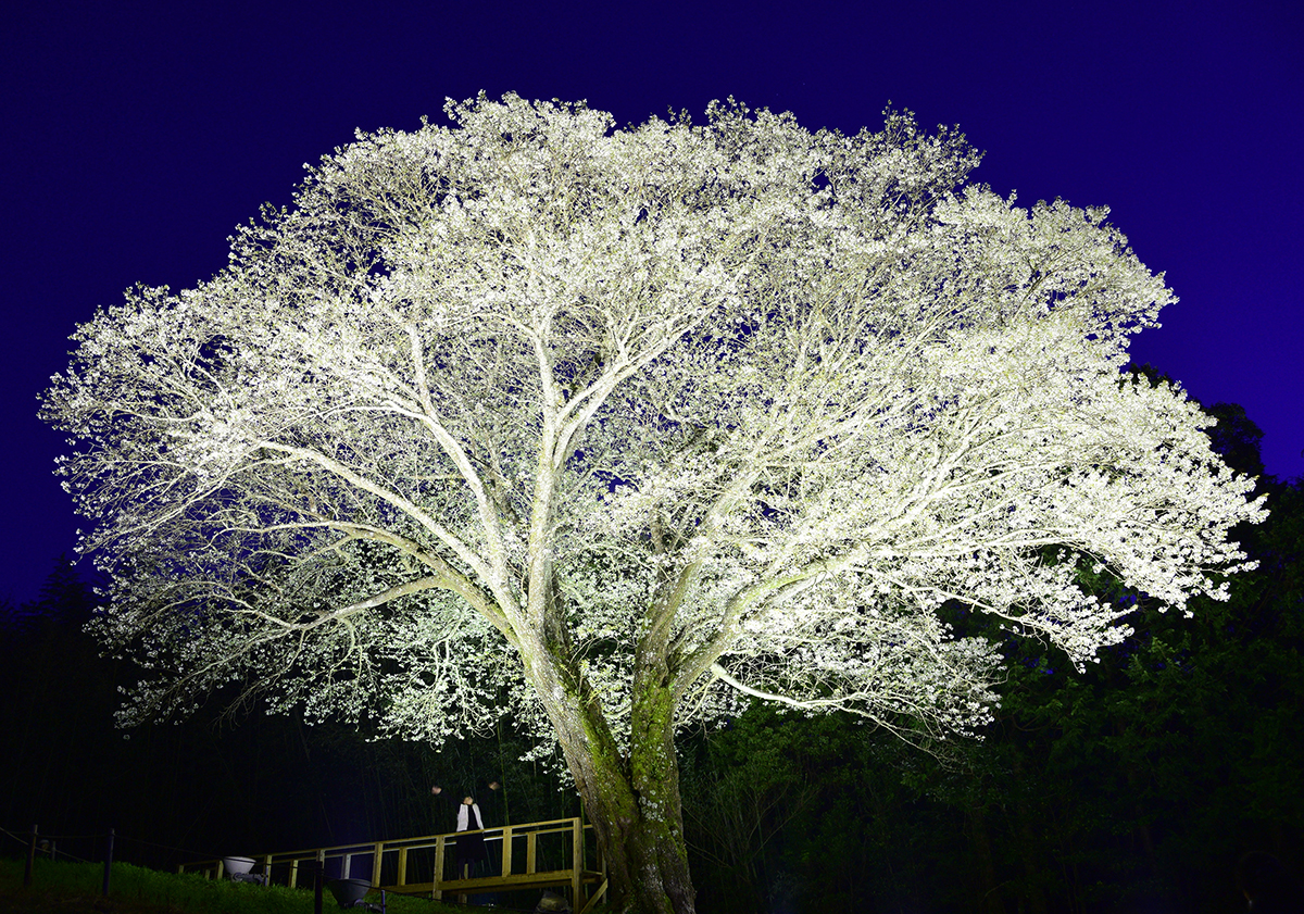 月光桜、満開！ 夜に鮮やか 高知県大月町弘見 | 高知新聞