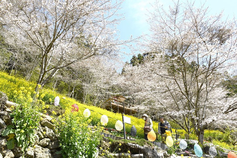 満開の桜や菜の花が庭園を彩る大川村さくら祭・しばざくら祭（同村井野川）