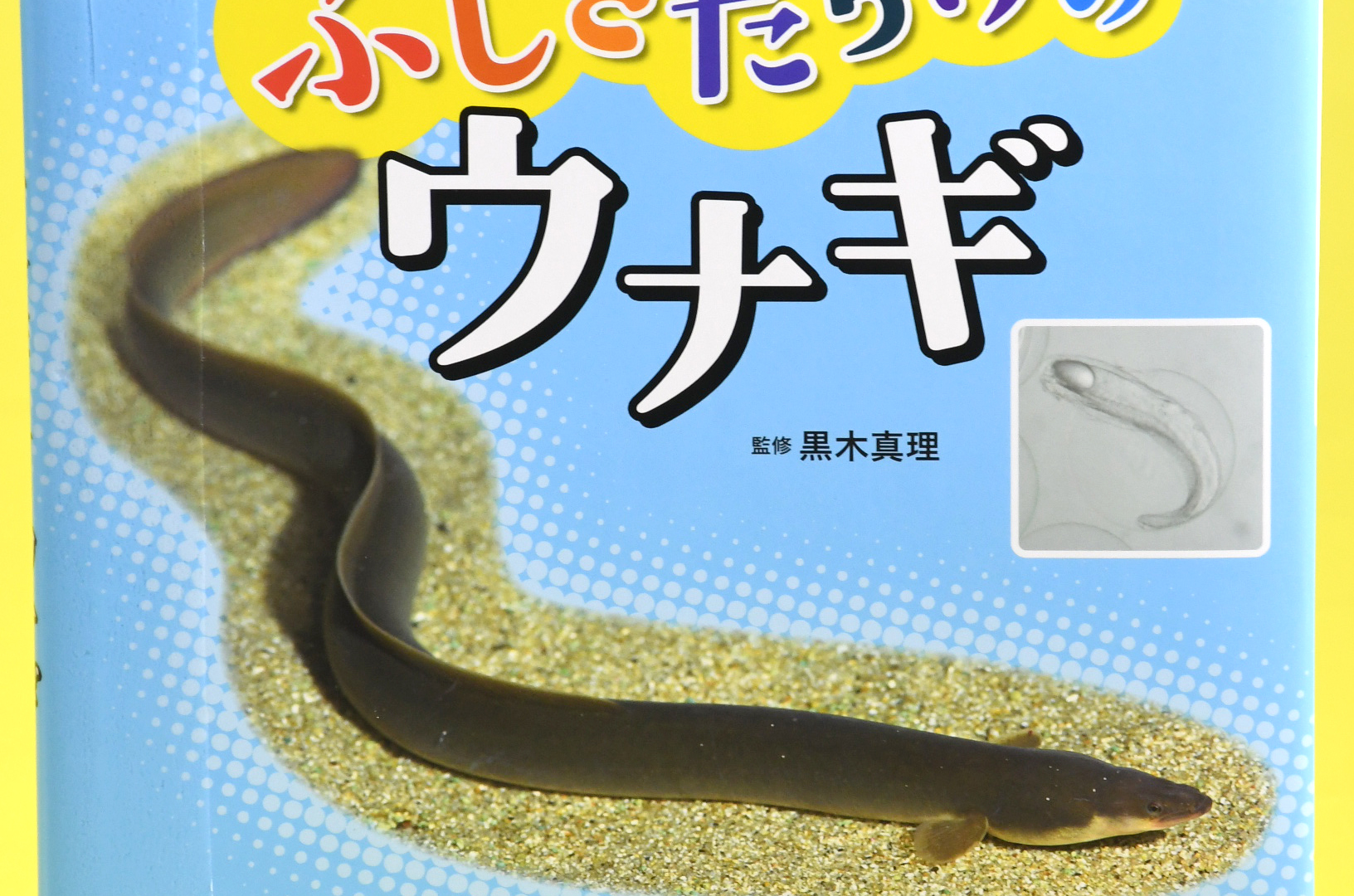 ふしぎだらけのウナギ」 | 高知新聞