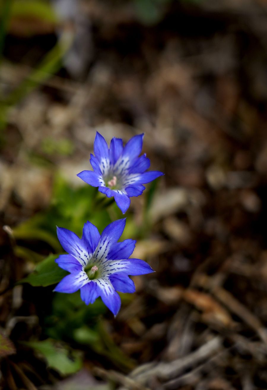 青紫の鮮やかな花を咲かせるハルリンドウ（香美市土佐山田町平山の県立甫喜ケ峰森林公園）