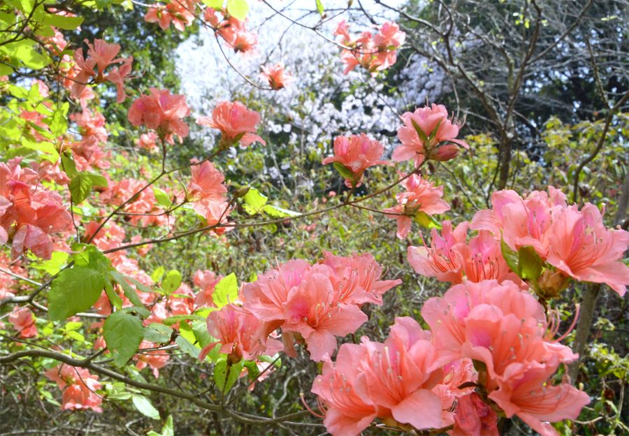 見頃を迎えたオンツツジ（安芸市の内原野公園）