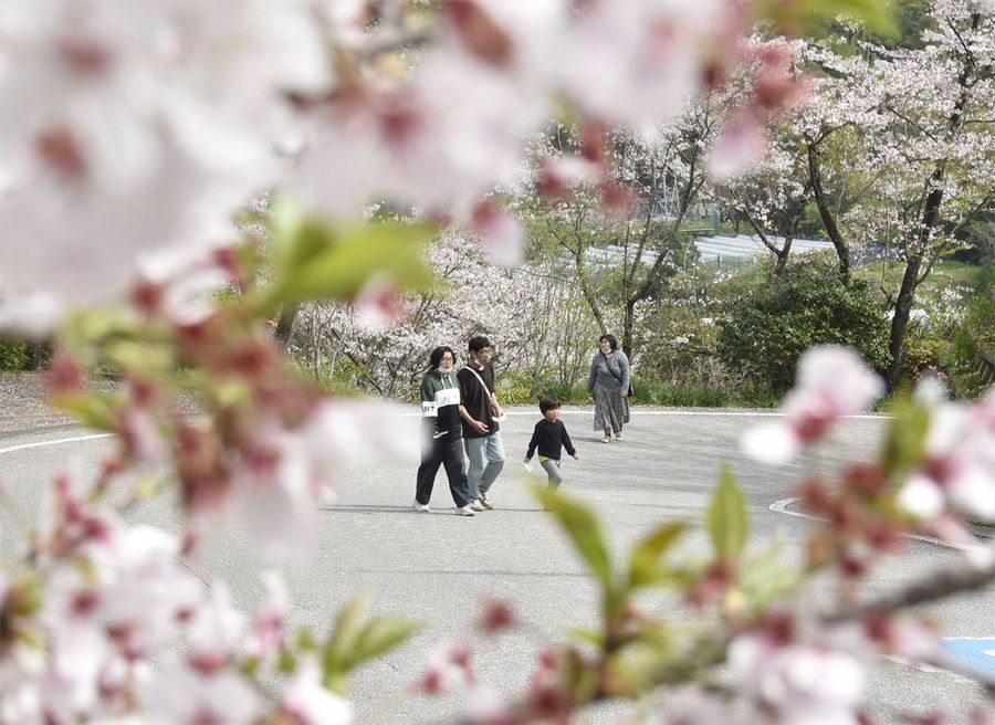 来場者が桜並木の散策を楽しんだ「岡豊山さくらまつり」（写真はいずれも南国市の県立歴史民俗資料館）