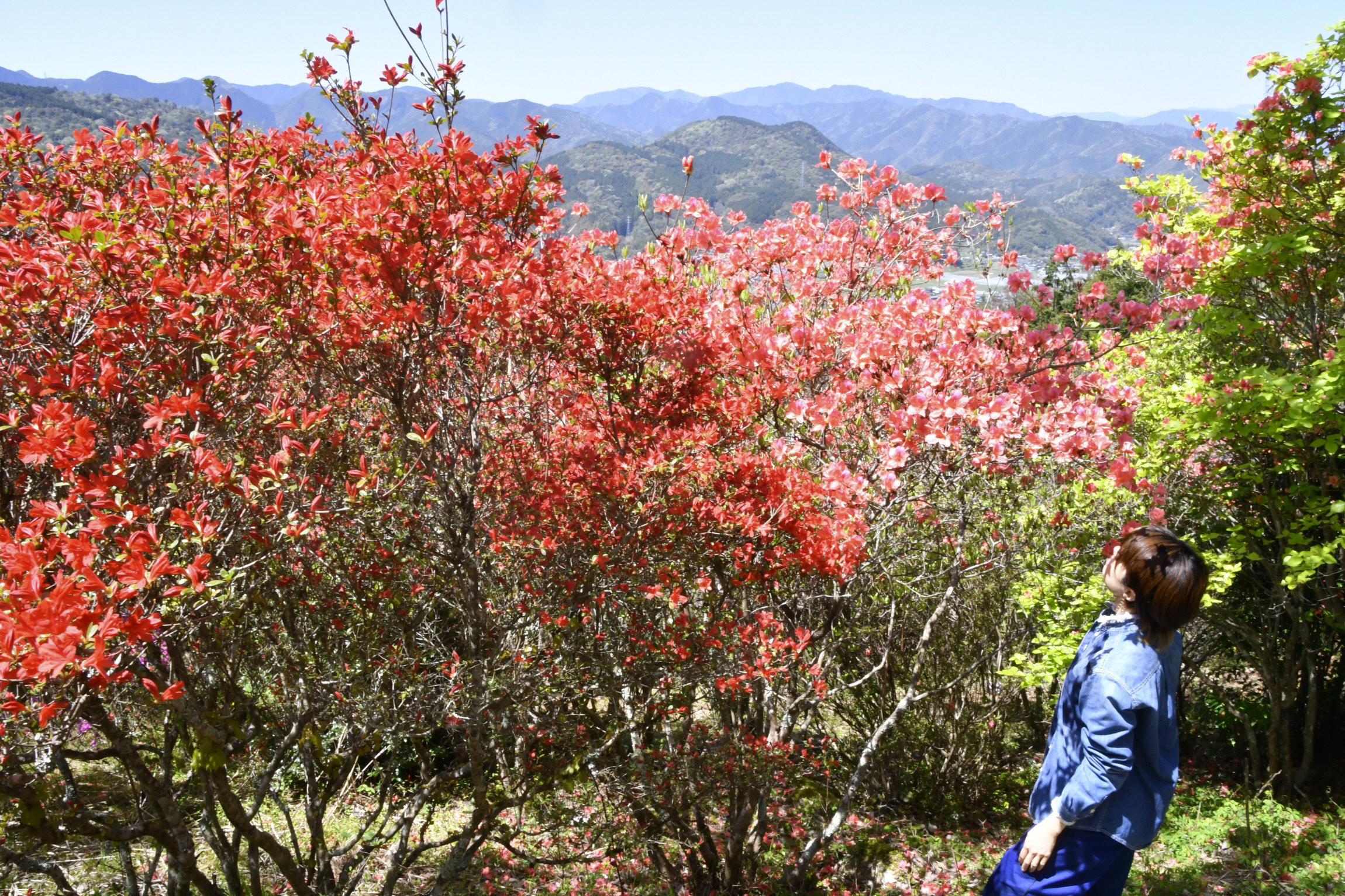 名物ツツジ園を移住女性が継ぐ 見頃の虚空蔵山 遊歩道や山小屋を再整備
