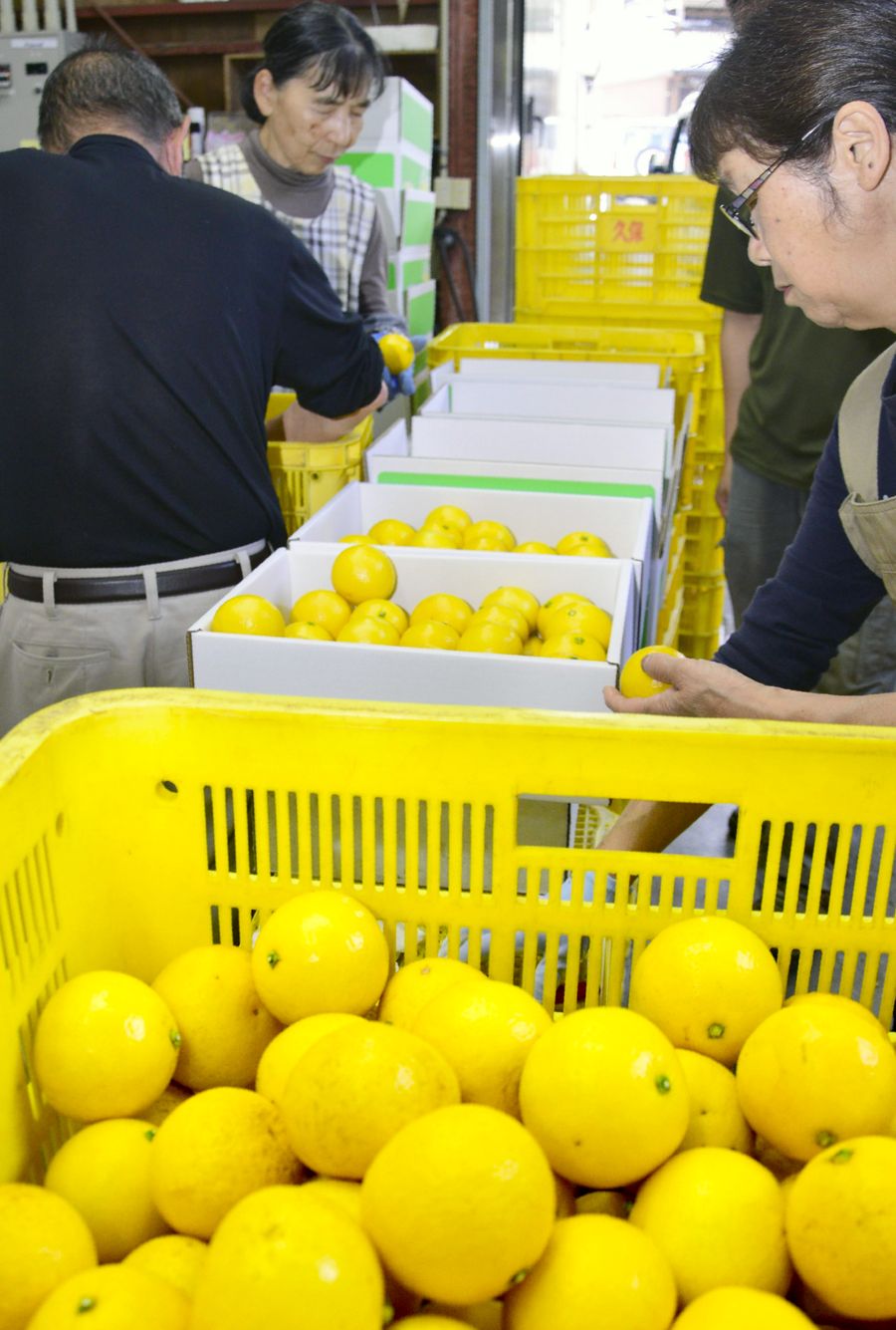 急ピッチで進む宿毛小夏の出荷作業（宿毛市宇須々木）