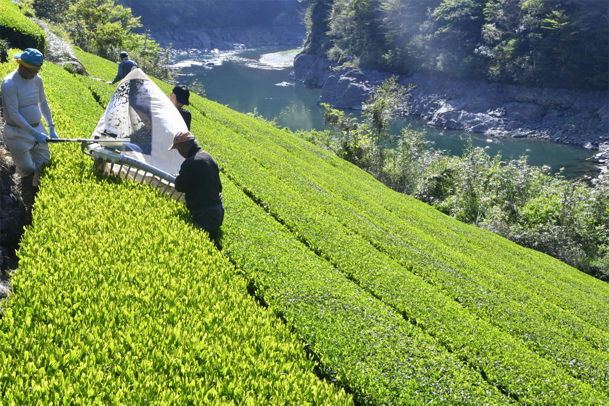茶畑に緑あふれる 一番茶が収穫シーズン 高知県仁淀川町 | 高知新聞