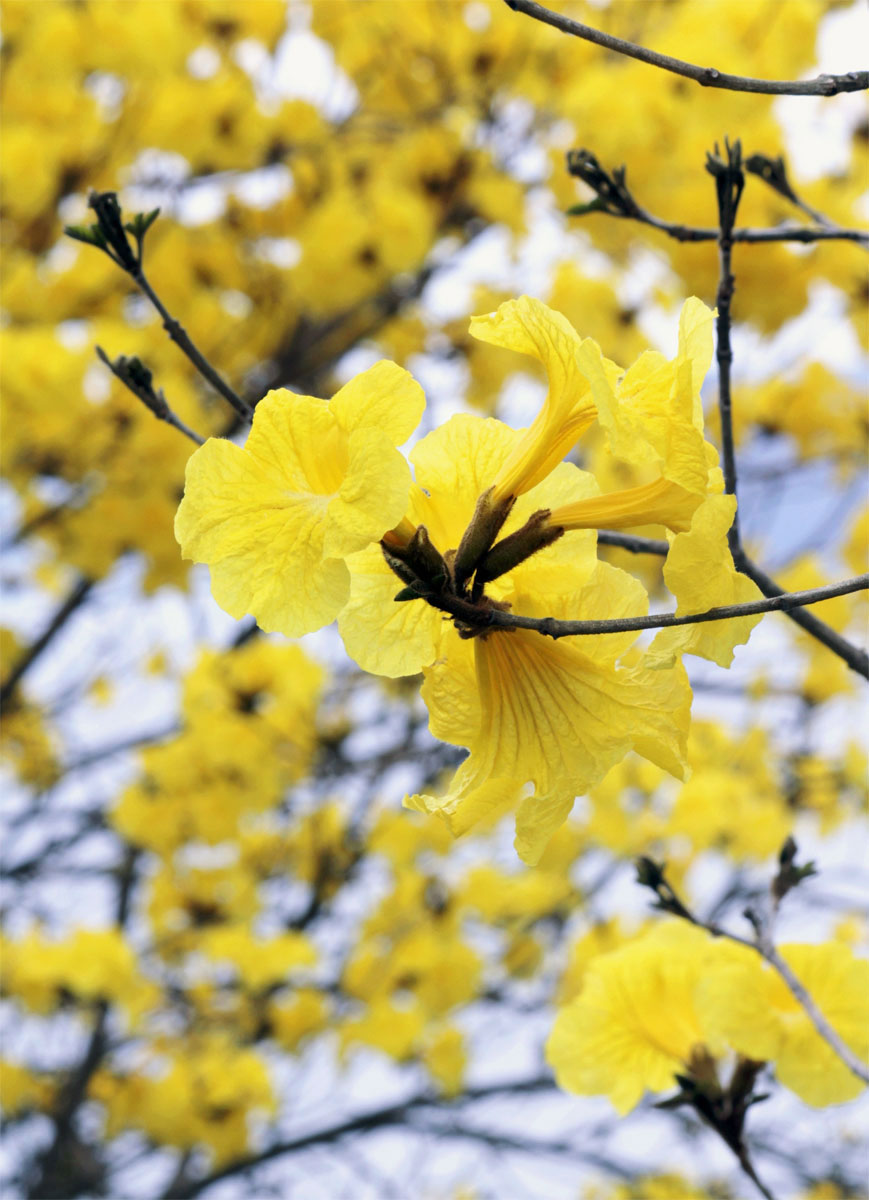 ブラジルの桜〟黄色鮮やか 高知県大月町でコガネノウゼン見頃 | 高知新聞