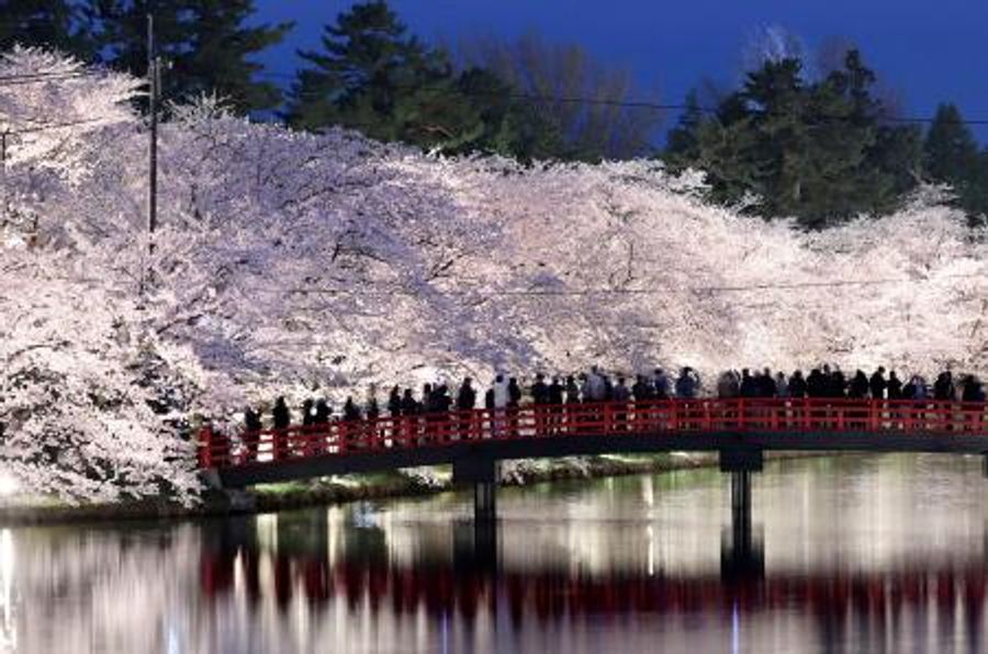 青森・弘前公園の桜が見頃 「花筏」は20日ごろから | 高知新聞