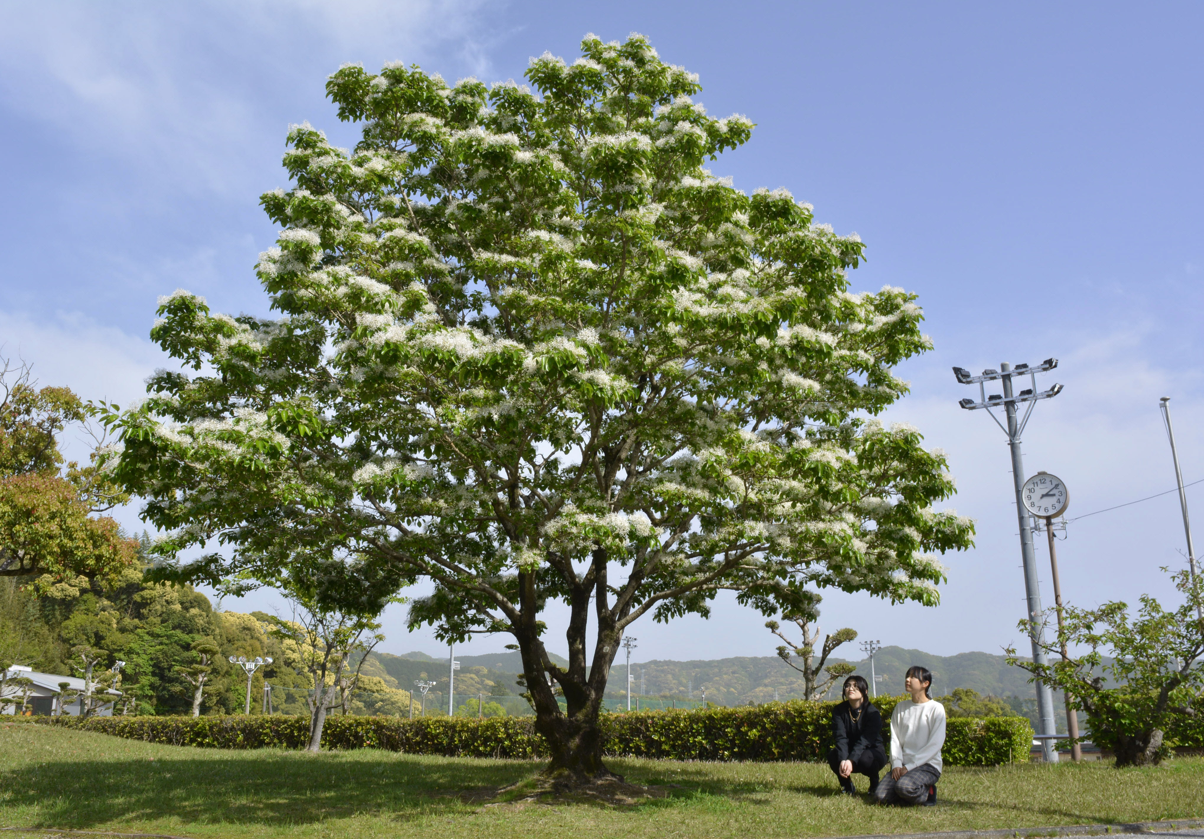 白い花もこもこ 高知県香南市でナンジャモンジャの木、今年も満開