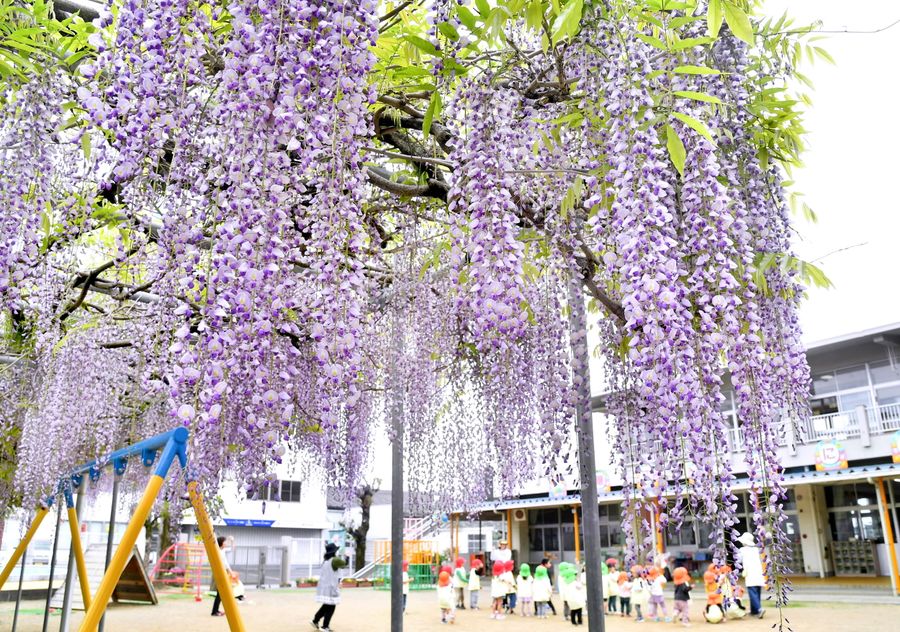 園児の楽しげな声が響く中、フジの花が風に揺れた（高知市仲田町）