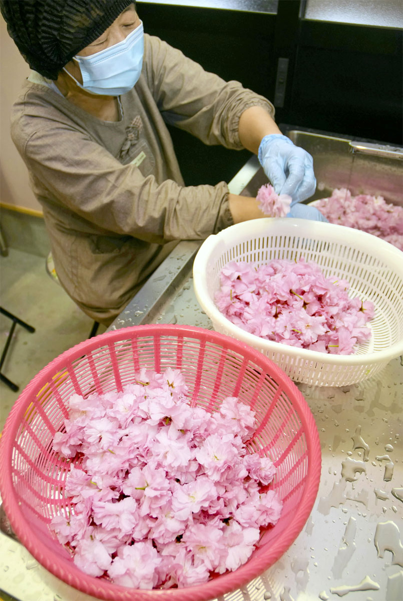 八重桜を春色スイーツに 「SAKURA club」新加工所で製造開始