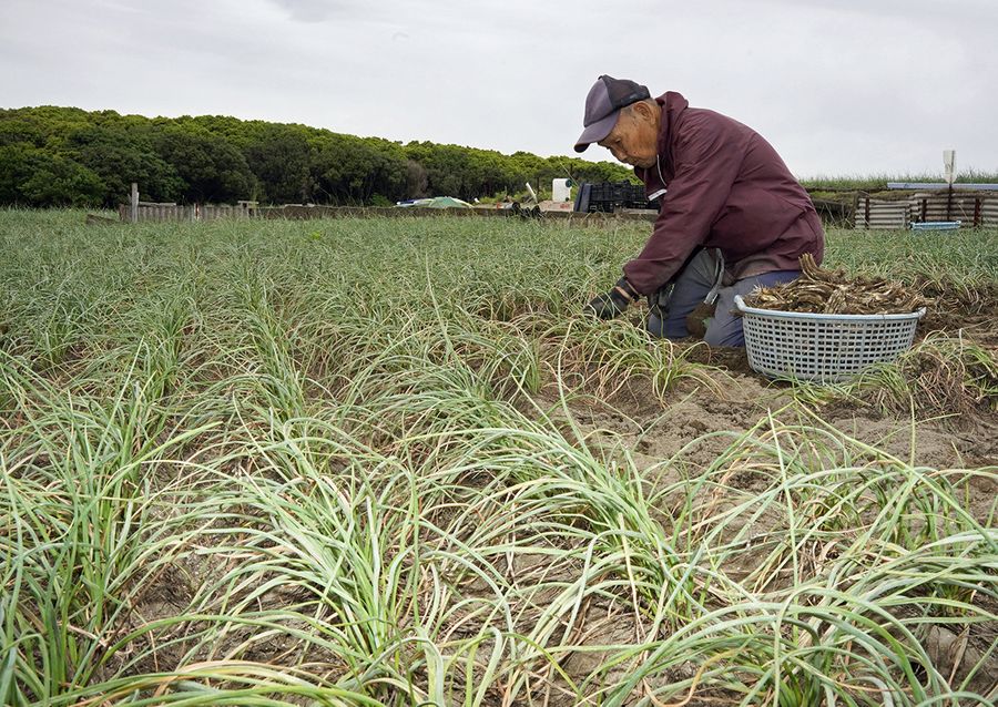 青々と広がる畑で始まったラッキョウの収穫(黒潮町入野)