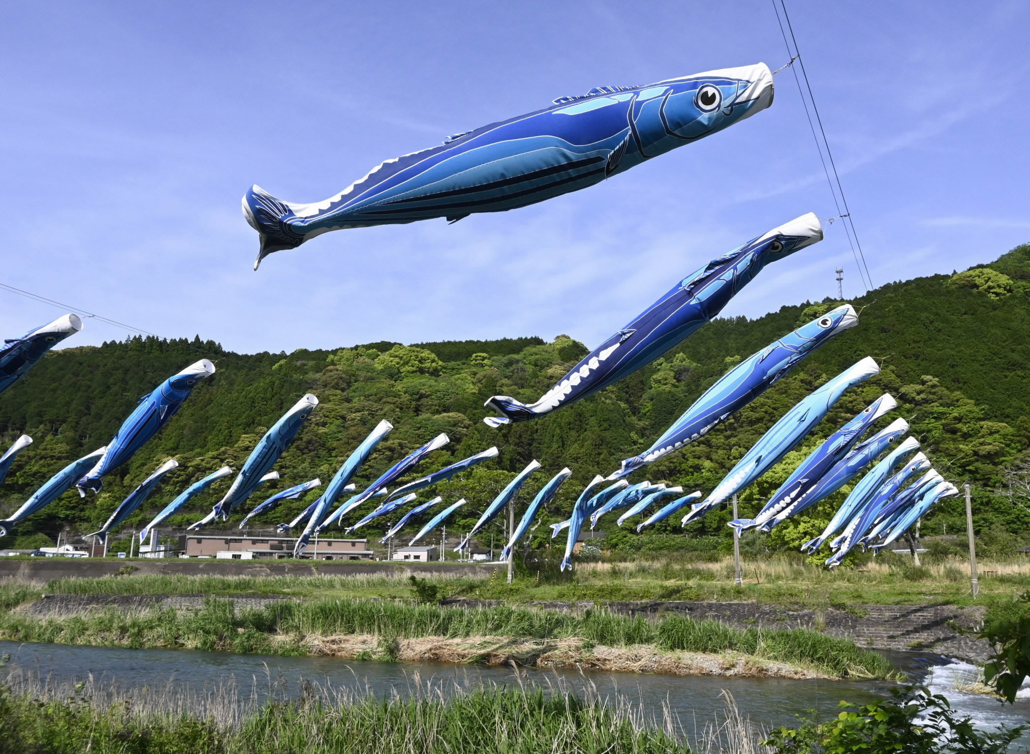 カツオのぼり復活 5年ぶりひらり 高知県黒潮町 | 高知新聞
