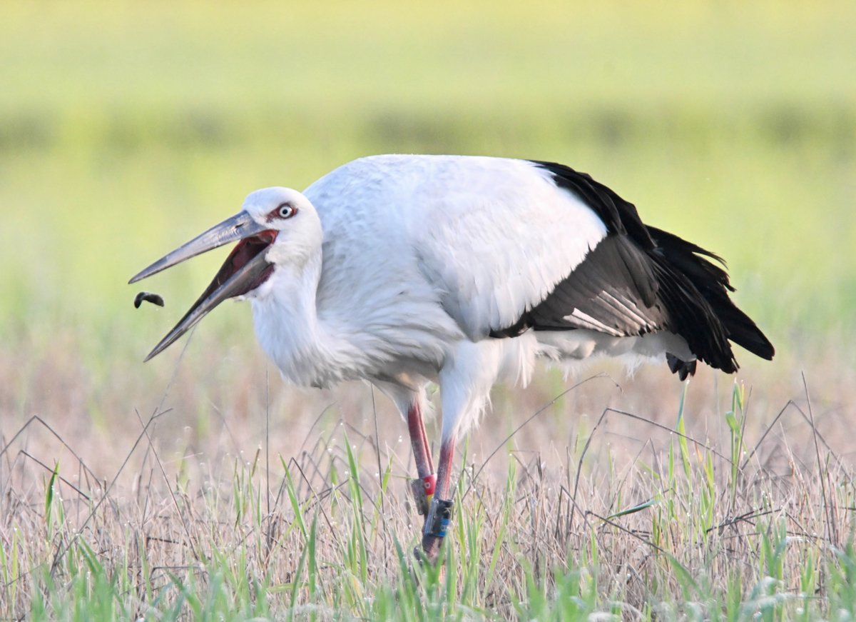 くちばしのおれたコウノトリ （くちばしのおれたコウノトリ 本）