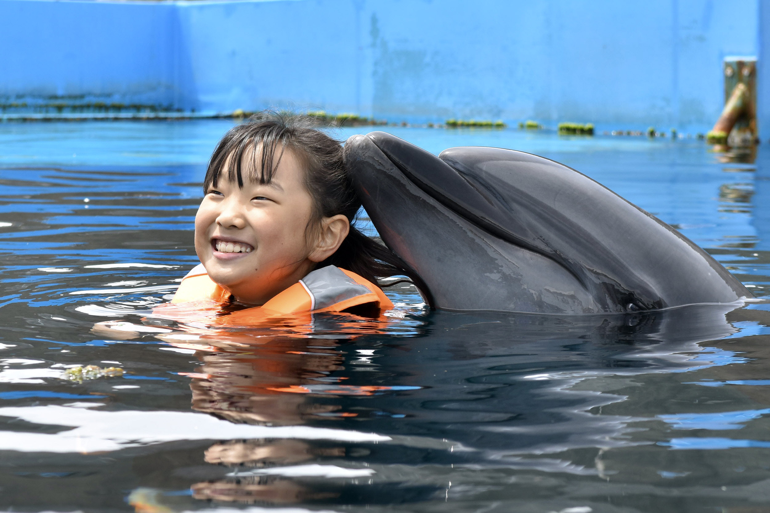 3日にGW後半スタート イルカ跳び広がる歓声 室戸ドルフィンセンター