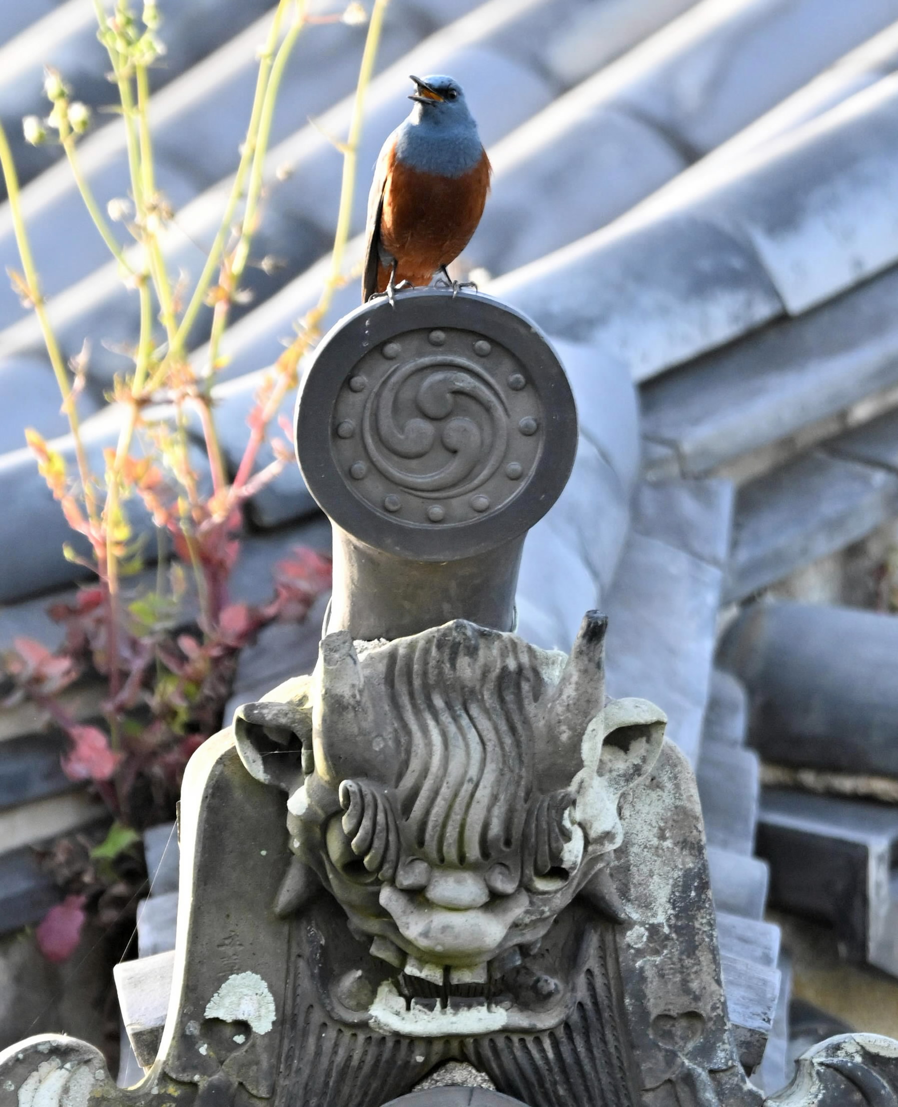 お城の青い鳥―より鳥みどり（3）5／10～16愛鳥週間 | 高知新聞