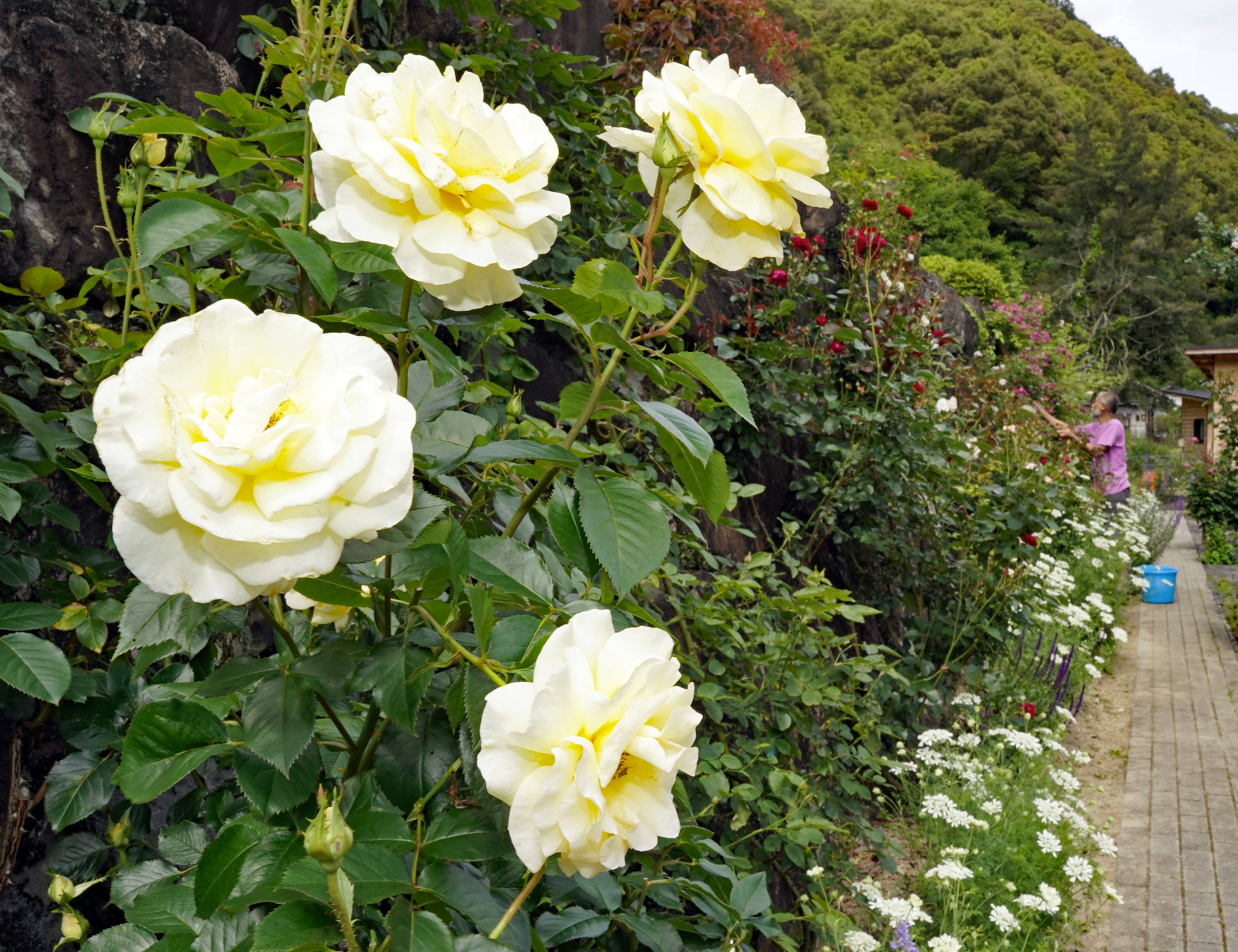 バラ550本が開花！ 西土佐大宮の「藤の瀬バラ園」で見頃 高知県