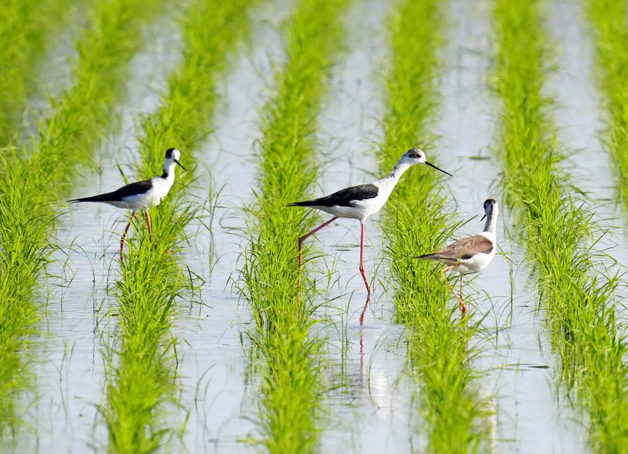 新緑の田んぼを優雅に歩くセイタカシギ（南国市内）