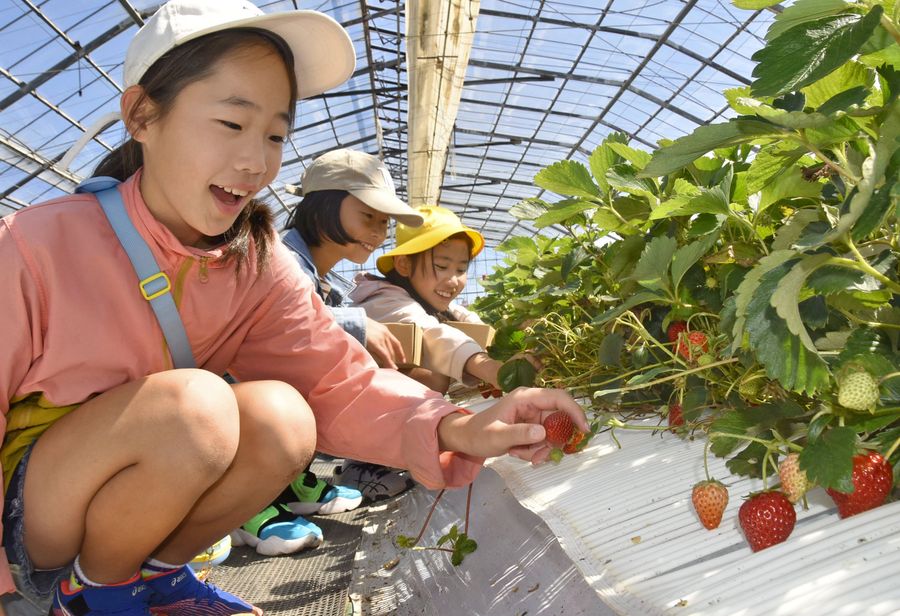 真っ赤なイチゴを摘み取る児童たち（南国市の西島園芸団地）