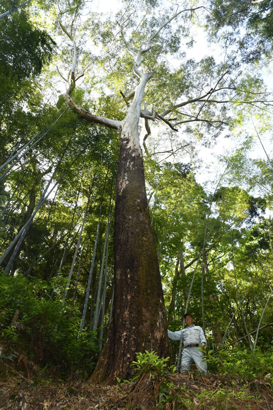 土居山のハイキングコースにそびえるユーカリの大木。樹齢約１００年、樹高は国内有数という（写真はいずれも室戸市室津）