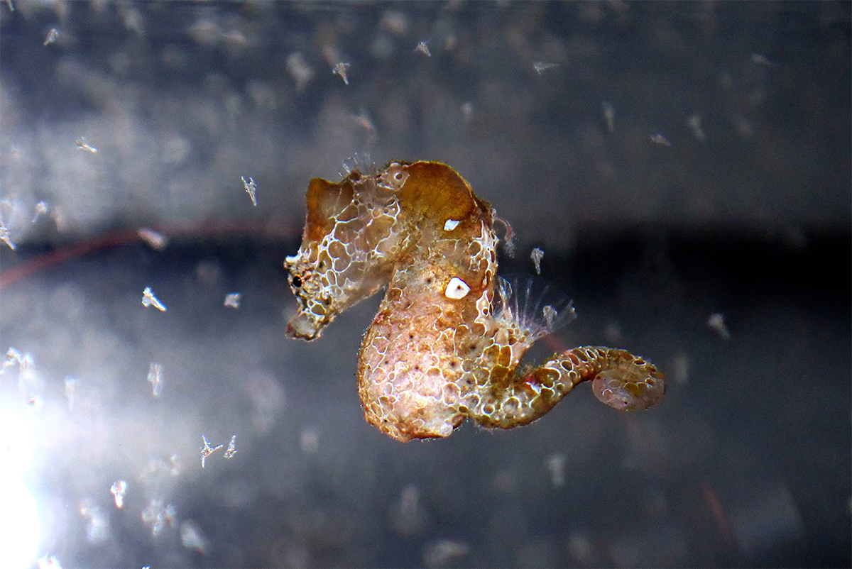 タツノオトシゴの風鎮 タツノオトシゴの新種「ハチジョウタツ」 足摺海洋館に仲間入り
