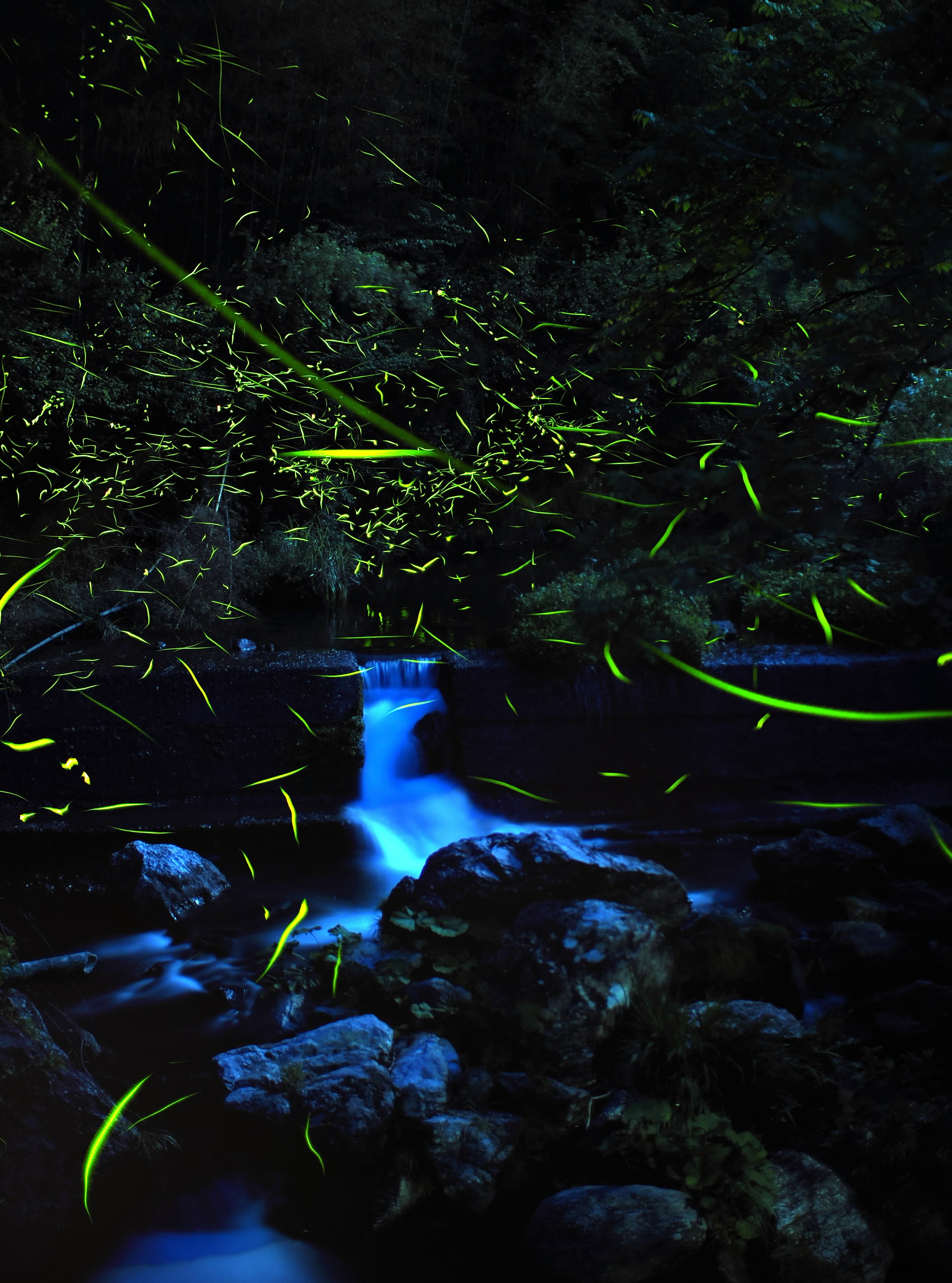 ホタルぽわり 淡い光ともす 高知市土佐山の鏡川支流 | 高知新聞