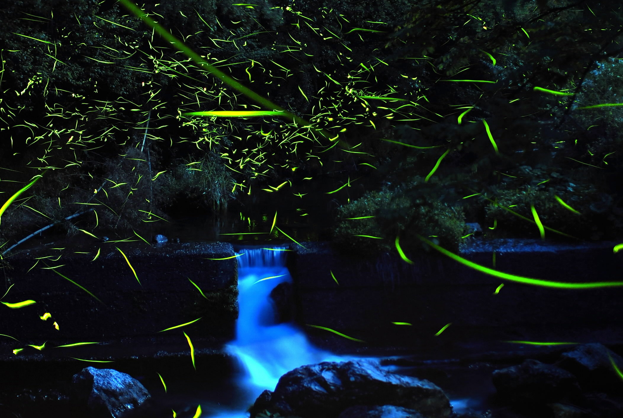 ホタルぽわり 淡い光ともす 高知市土佐山の鏡川支流 | 高知新聞