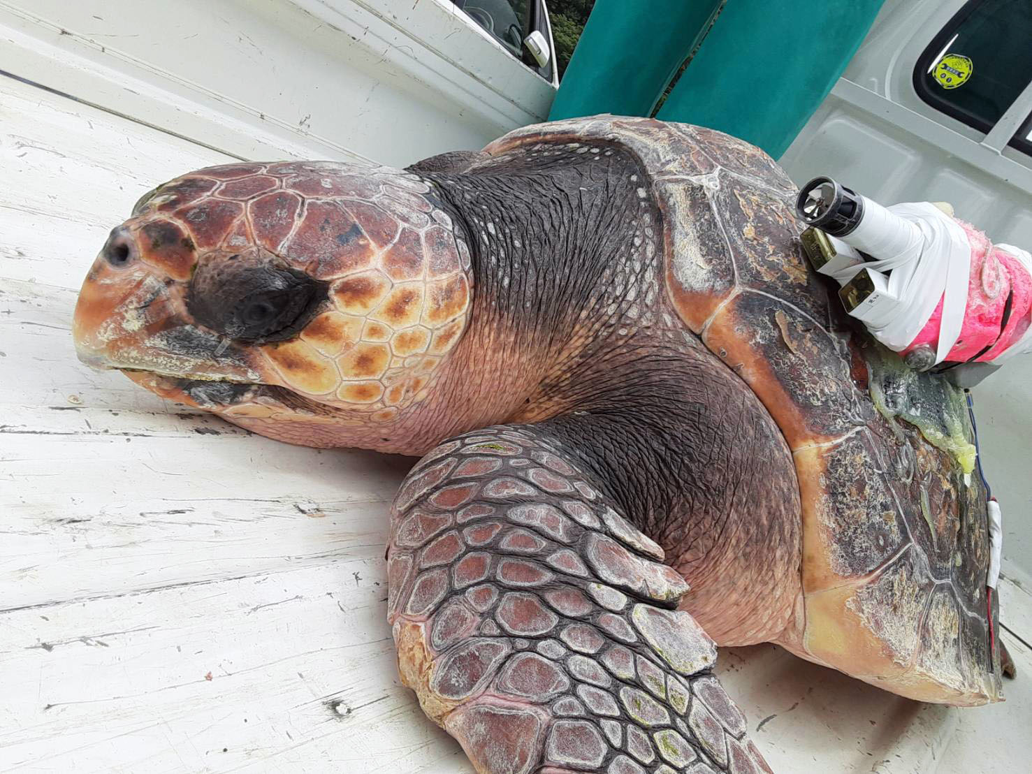 ウミガメ 深くもぐるほど「どきどき」少なく | 高知新聞