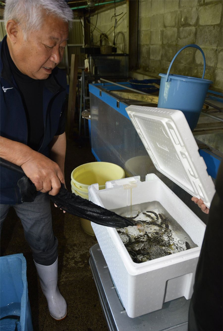 道の駅「よって西土佐」で始まったアユの出荷作業（四万十市西土佐江川崎）