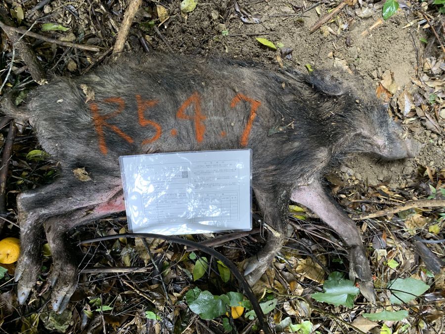 やせ細って病気にかかっていたと思われるイノシシ（２０２３年４月、安芸市穴内甲＝長野博光さん提供）