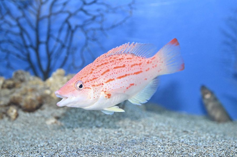 高知初記録となったアカホシキツネベラ（土佐清水市三崎の県立足摺海洋館「ＳＡＴＯＵＭＩ」＝山下正晃撮影）