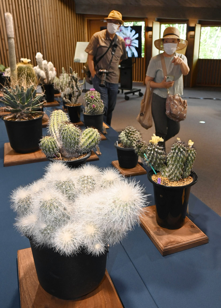 【珍品】 実生斑入り　多肉植物　花サボテン Yahoo!オークション - 多肉植物 黒花サボテン 羅紗錦（実生)
