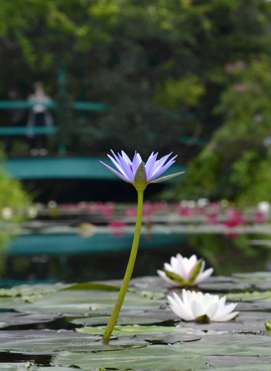 池に落ちる花びらの青のれん 凜と青いスイレン開花 モネの庭マルモッタンで存在感 高知県北川村