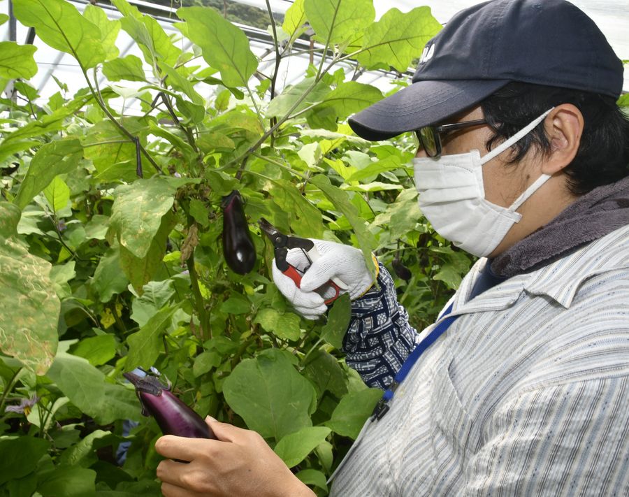 丁寧にナスを収穫する参加者（室戸市吉良川町甲）