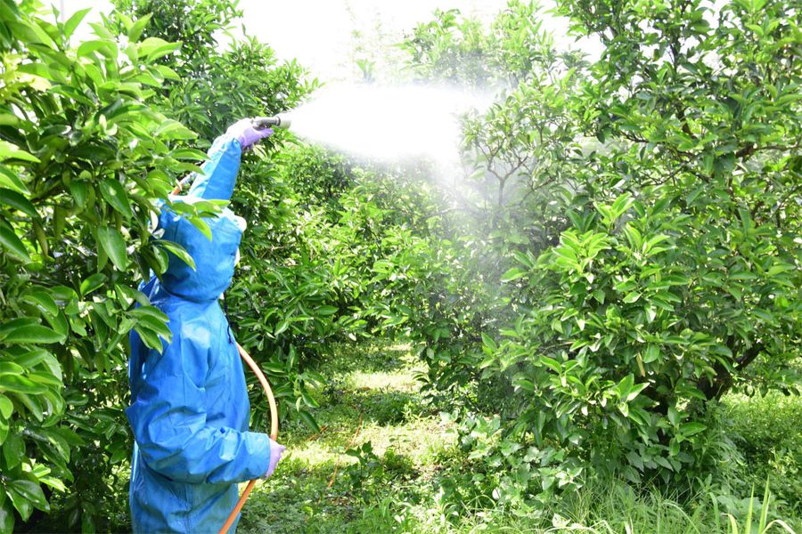 カメムシの防除のため殺虫剤を散布する果樹農家（写真はいずれも宿毛市宇須々木）