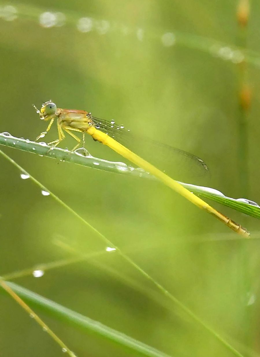 雨が降る中、草に止まって一休みするキイトトンボ（南国市十市）