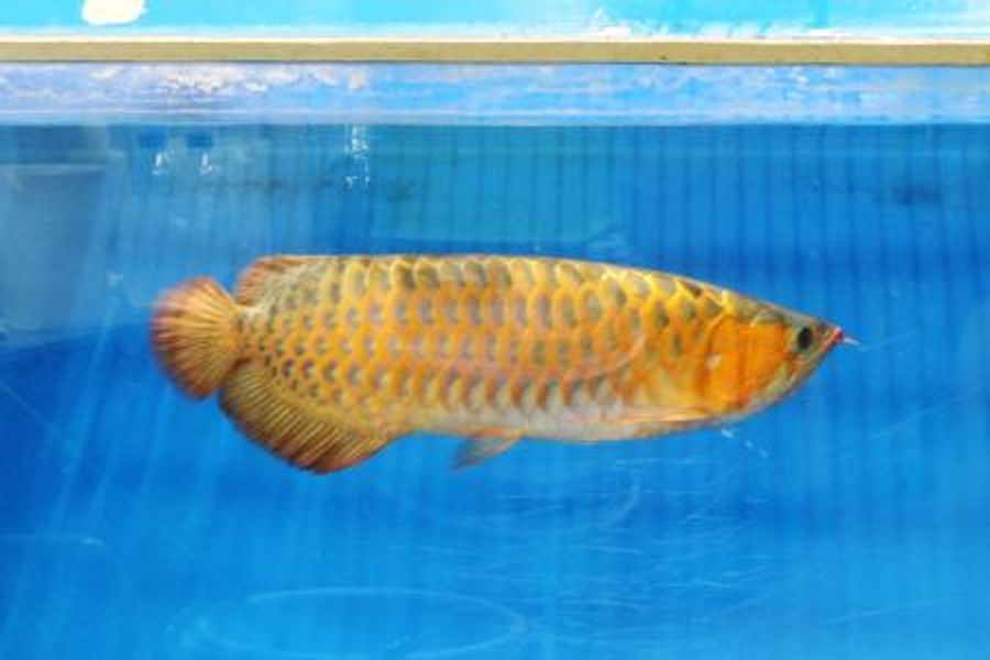 贈り物の熱帯魚アロワナ公開へ 昨年の両陛下インドネシア訪問 | 高知新聞 