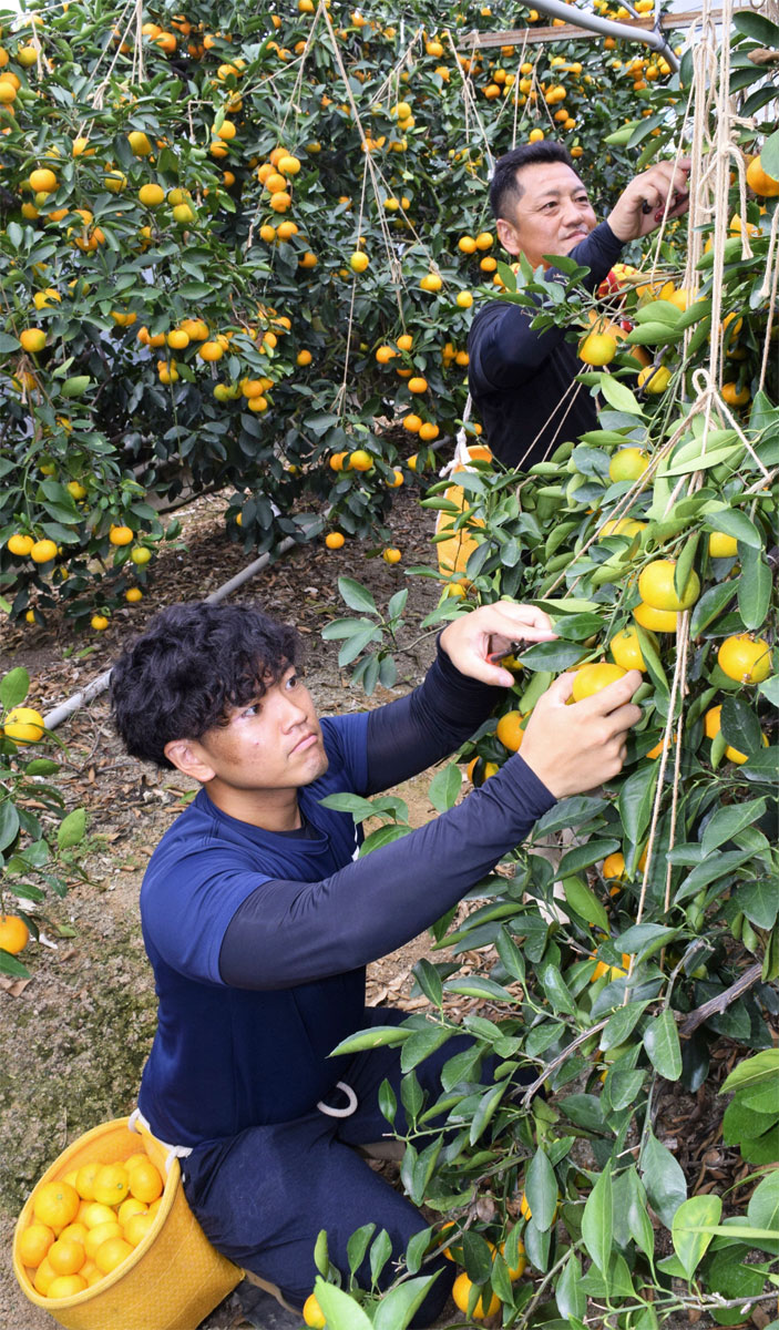 夏の味覚、たわわに実った黄金色！ 山北ミカンのハウス収穫ピーク 香南