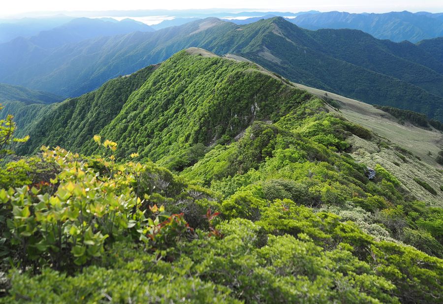 ちち山から冠山へ、緑の尾根が延びていく(いの町桑瀬)