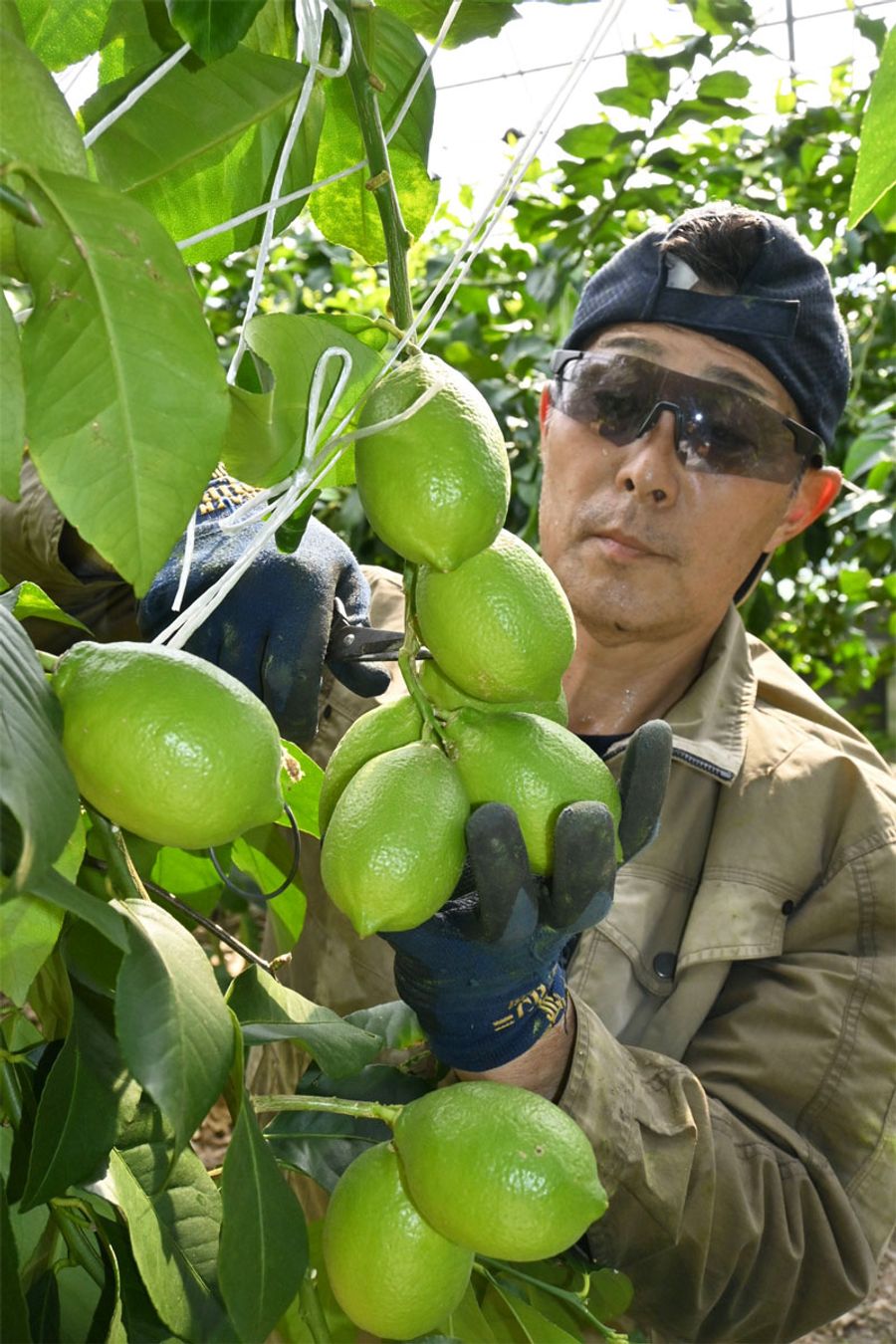 収穫の最盛期を迎えているグリーンレモン（黒潮町浮鞭）