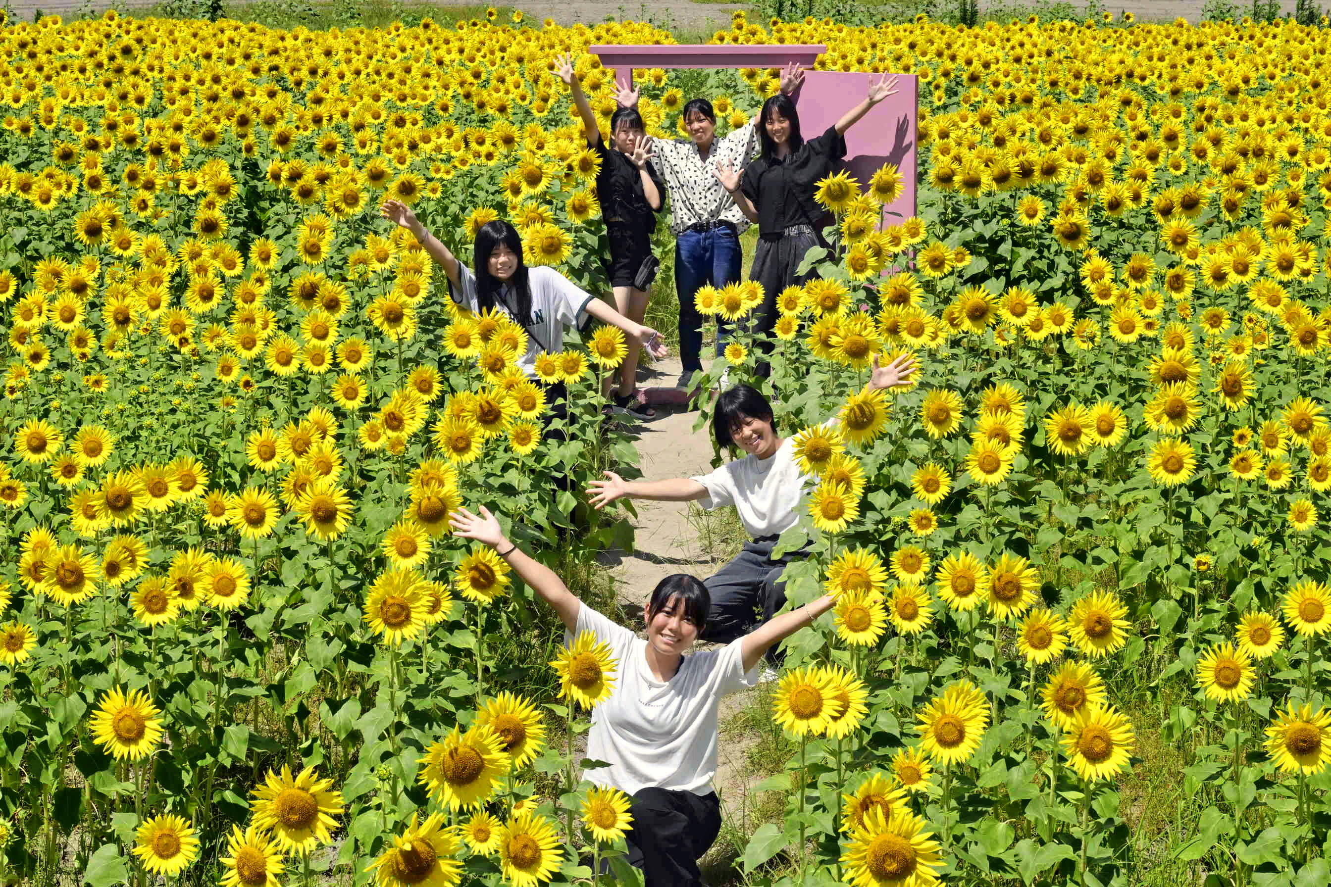 10万本ふわり 大岐のヒマワリが見頃 高知県土佐清水市 | 高知新聞