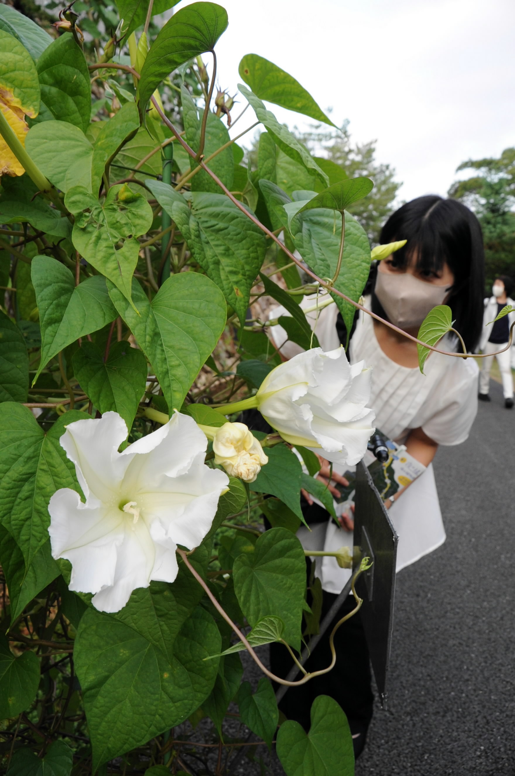 花  main_d7df94eeb4102c16fd6990b4f