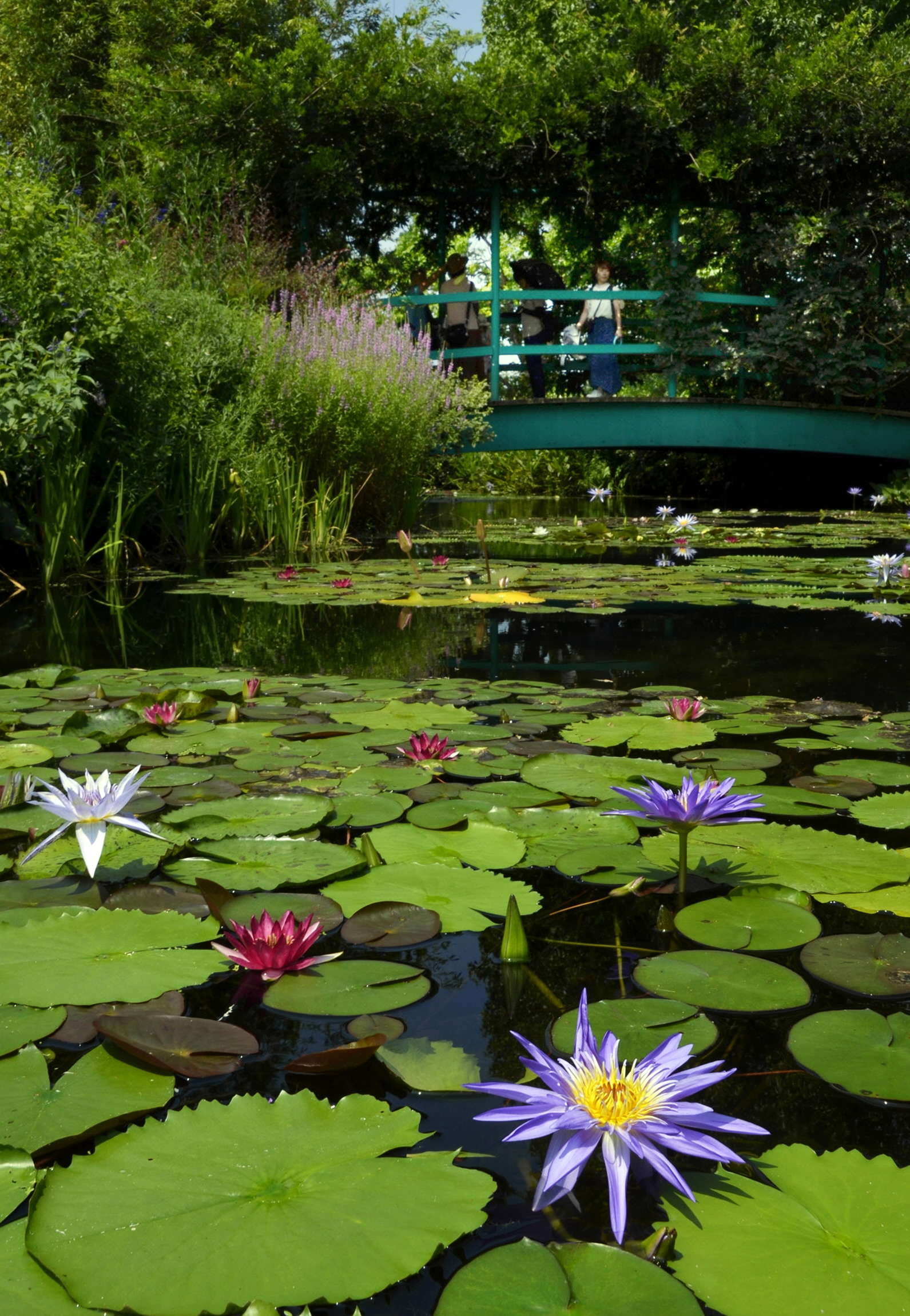 水連の庭 モネの庭、スイレン花盛り 350輪競演 高知県北川村 | 高知新聞