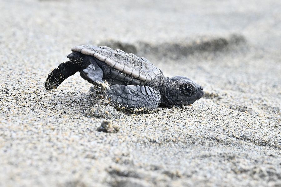 波打ち際へと向かうアカウミガメの赤ちゃん（いずれも土佐清水市大岐）