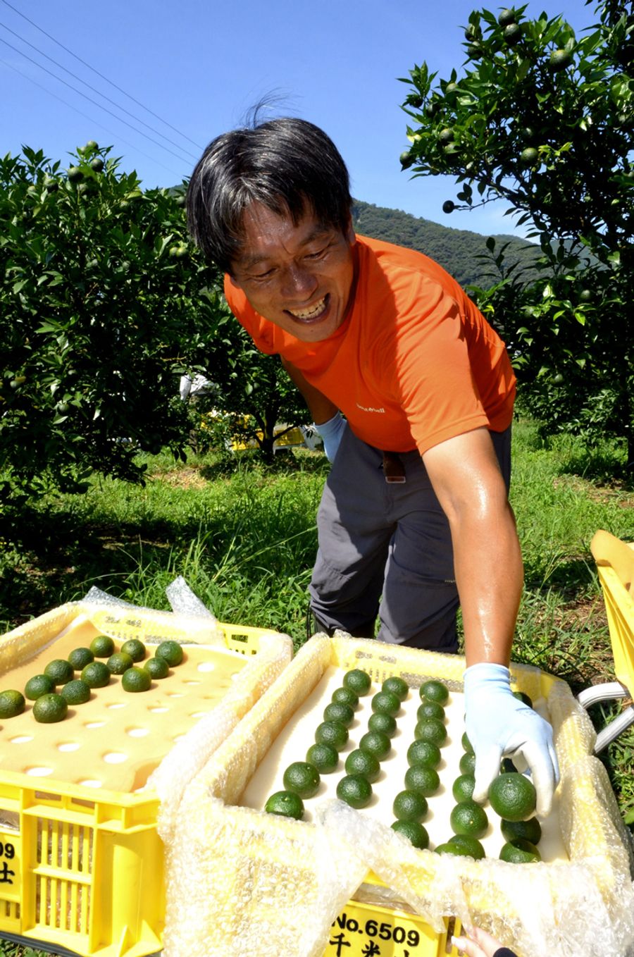 香り高い青ユズの収穫が最盛期を迎えている（安芸市井ノ口）
