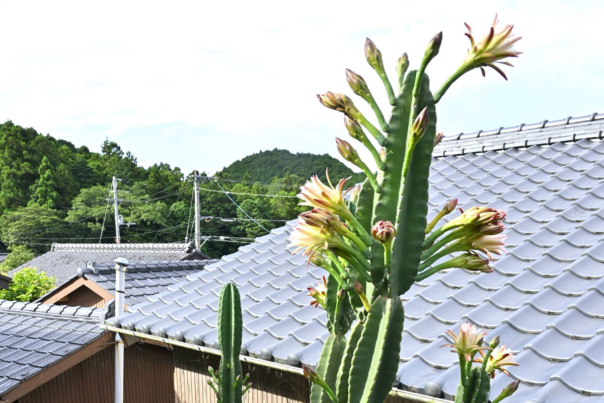 巨大サボテンに無数の白い花 土佐清水市の民家―見たり聞いたり | 高知新聞